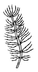 Handmade drawing plant horsetail for botanical designs