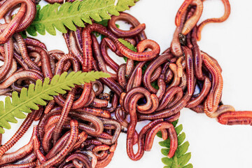 Breeding red worms Dendrobena. Fertile soil. Natural soil improvement. Fishing worms.