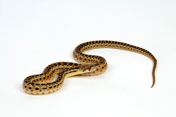 Pine snake // Bullennatter, Kiefernnatter (Pituophis melanoleucus)