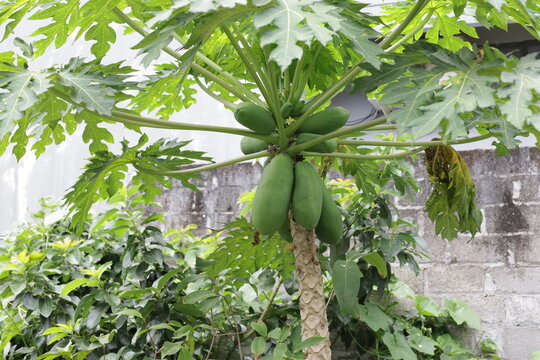 Nature fresh  papaya on tree with fruits.