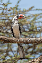 Von Der Decken's Hornbill - Tockus deckeni, beautiful colored hornbill from East African forests and woodlands, Ethiopia.