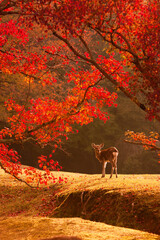 奈良公園　紅葉の飛火野と鹿　縦位置