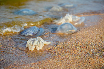 Jellyfish on the sea sand