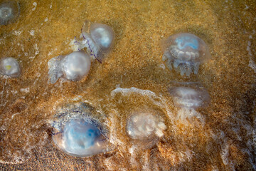 Jellyfish on the sea sand