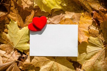 Autumn background-a sheet of white paper on a background of fallen maple leaves
