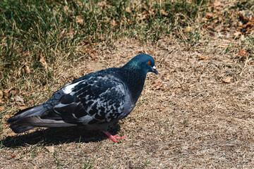 A gray wild pigeon rests on the green grass.