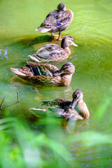 Four wild ducks swim in the lake
