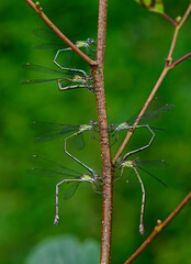 Willow emerald damselfly // Gemeine Weidenjungfer (Chalcolestes viridis)