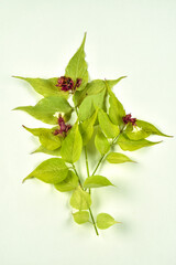 Fleurs et fruits de l' herbe dorée aux faisans, appelée aussi herbe au caramel, chèvrefeuille de l'Himalaya