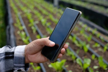 Farmer's hand holding smartphone with blank screen on blurred background of young green cos lettuces in nursery plot at organic farm