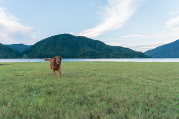 Golden Retriever playing in the open grass
