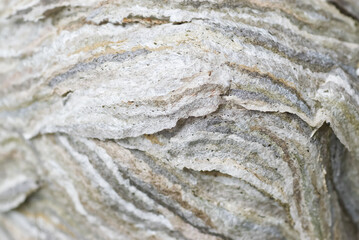 Close up of wasp nest, natural texture background.