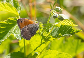 Fototapeta premium butterfly on a background of green grass in the summer day