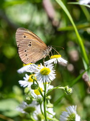 butterfly on a background of green grass in the summer day