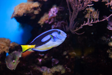 Beautiful fish swims in the aquarium, sea, the ocean. Rare exotic fish in nature. Oceanarium, business tourist. Background, screensaver. close up Blue