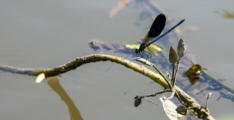 dragonfly on the grass near the river in the summer