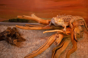 Funny lizard sits on branch, business tourism terrarium