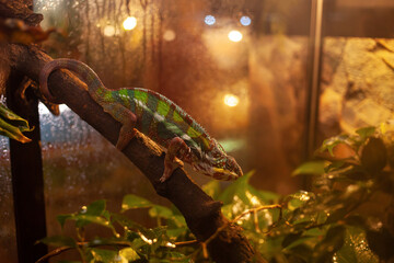 Authentic landscape, chameleon on a tree branch. Tropical green lizard. rare exotic beautiful animal