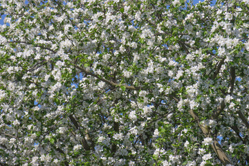 Blooming apple tree in the garden.