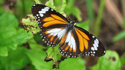 Black Veined Tiger Butterfly on green leaf of tree plant in forest, Patterned orange white and black color on on wing of Tropical insect