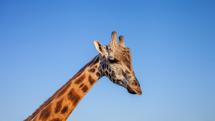 giraffe's head isolated against sky, portrait close up