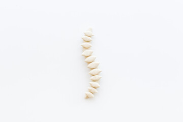 Healthy human spinal column skeleton model. Top view
