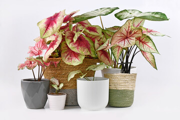 Different colorful exotic Caladium plants in flower pots