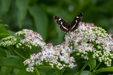 White flowers and the butterfly sitting against greens