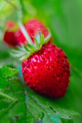 Macro berries of wild strawberries, red berries on the strawberry plant