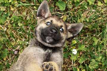 cute little German Shepherd puppy on the green grass in summer