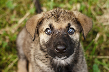 cute little German Shepherd puppy on the green grass in summer
