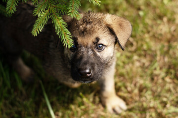 cute little German Shepherd puppy on the green grass in summer