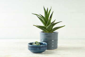 Pot with aloe plant and bowl with gel on white wooden table