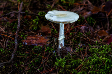 Glowing Mushroom in a Forest in Northern Europe