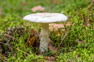 Glowing Mushroom in a Forest in Northern Europe