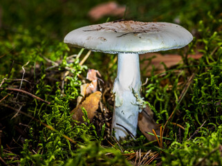 Glowing Mushroom in a Forest in Northern Europe