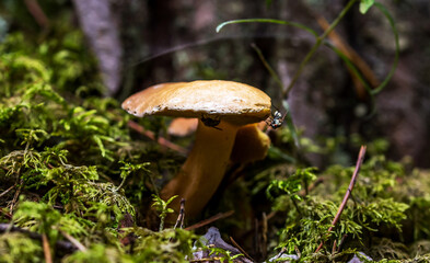 Glowing Mushroom in a Forest in Northern Europe