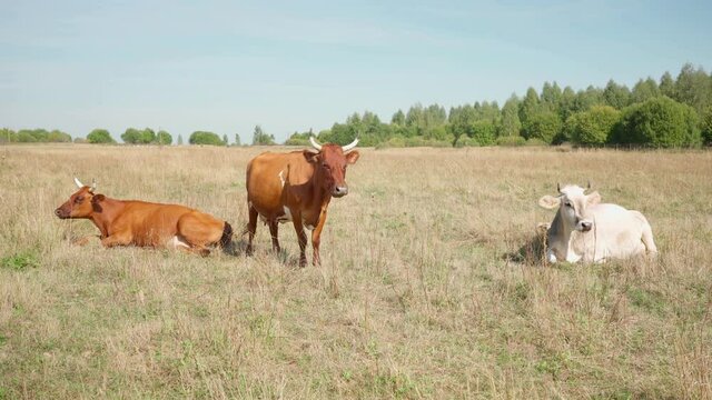 herd of cows grazes in meadow, field during sunny day with clear sky. Nature, Dairy products, beef. Natural healthy products. Healthy food. Farm products, Ferma, animal husbandry, cattle