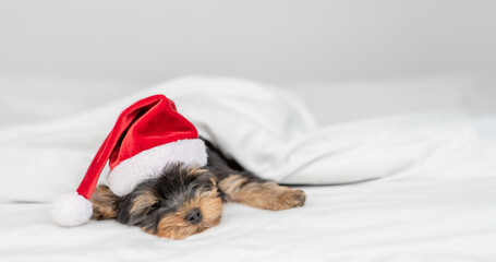 Fototapeta na wymiar Cute Yorkshire terrier puppy wearing red santa hat sleeps on a bed under white blanket at home. Empty space for text