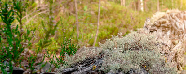 n old tree overgrown with moss in front of trees in the taiga. Green background.