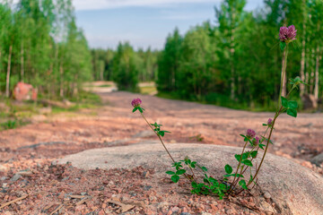 Naklejka premium Wild clover on a natural stone with red hues.