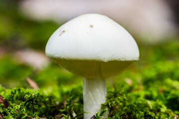White Mushroom in a Forest in Northern Europe