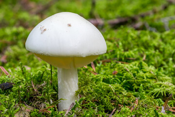 White Mushroom in a Forest in Northern Europe