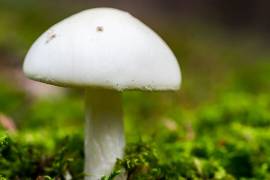 White Mushroom in a Forest in Northern Europe