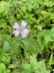 Obraz premium pink and white flowers