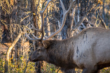A Male Elk in Grand Canyon National Park, Arizona