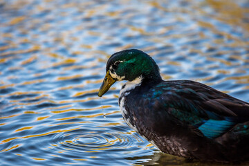 A large Mallard in Yuma, Arizona