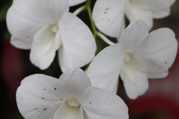 Purple orchid flower phalaenopsis, phalaenopsis or falah. Purple phalaenopsis flowers are known as butterfly orchids. Selective focus. There is a place for your text.
