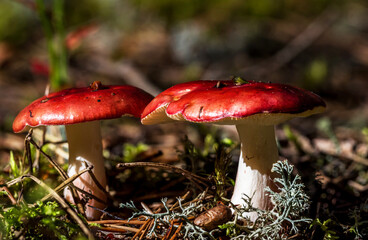 Red Mushrooms in a Forest in Northern Europe