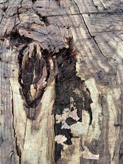 bark background